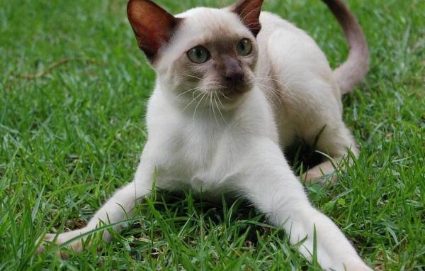 Playful Siamese cat on grass