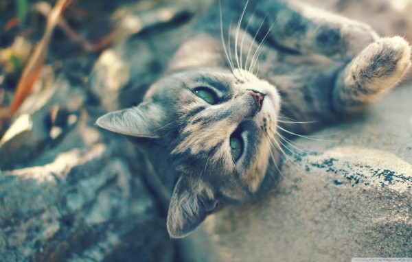 Игривый котенок на камнях