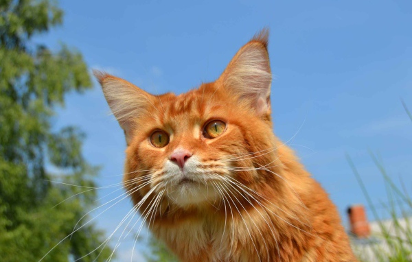 Рыжий кот мейн-кун на природе