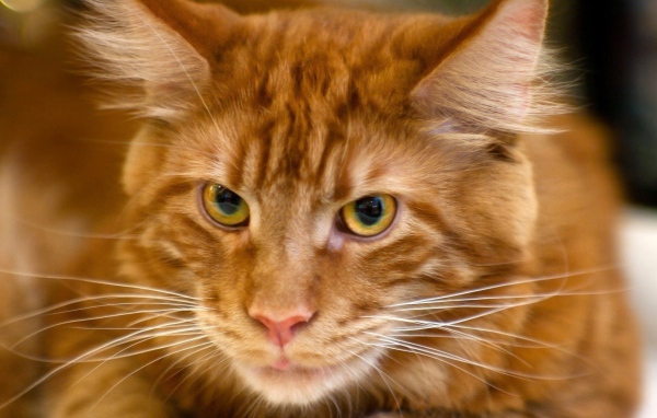 Рыжий кот мейн-кун крупным планом