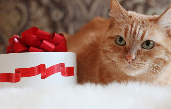 Рыжий кот и рафаэлло