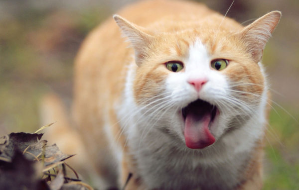 Рыжий кот и язык