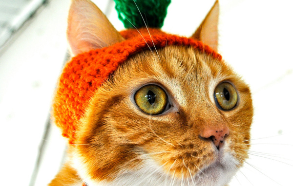 Рыжий кот в шапочке Морковка