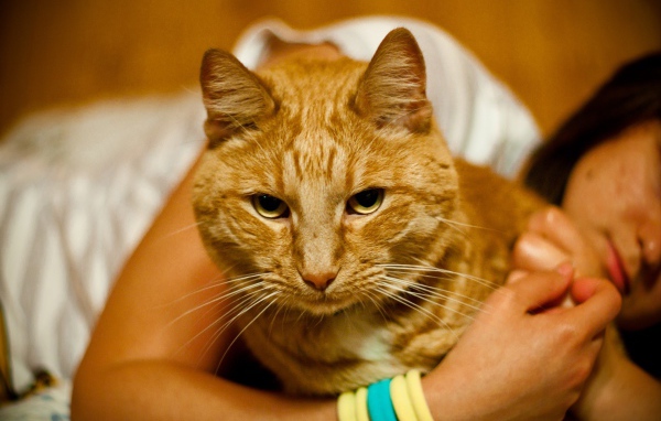 Рыжий кот тебе не рад