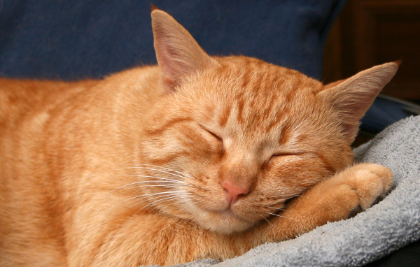 Рыжий кот сладко спит
