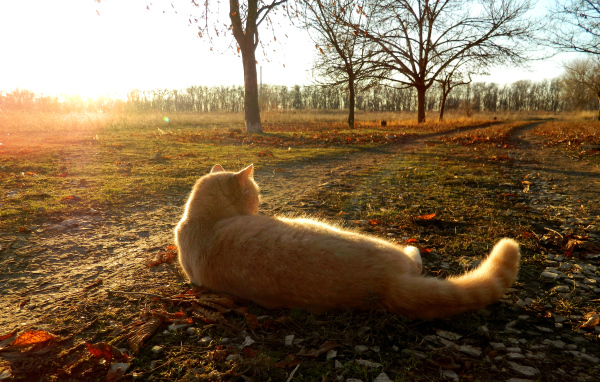 Рыжий кот лежит на дороге осенью