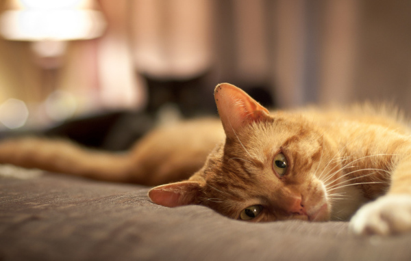 Рыжий кот расслабляется на кровати