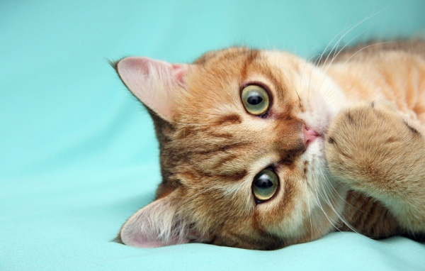 Рыжий кот что-то наделал