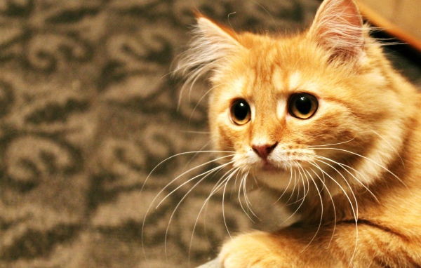 Рыжий кот пристально смотрит