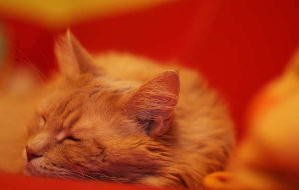 Red Maine Coon cat on a red blanket