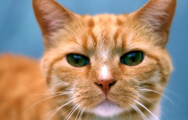 Рыжий кот следит за тобой