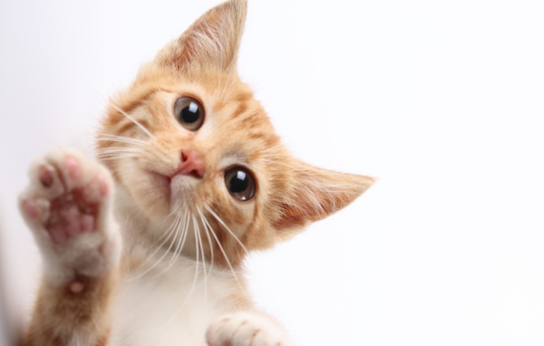 Рыжий кот протирает экран