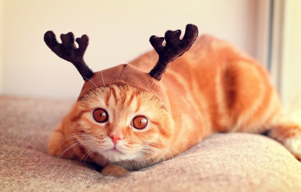 Рыжий кот с рогами