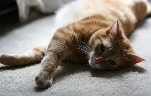 Рыжий симпатичный кот на полу