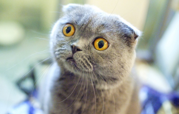 Шотландский вислоухий кот в шоке