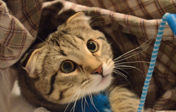 Шотландский вислоухий кот что-то увидел