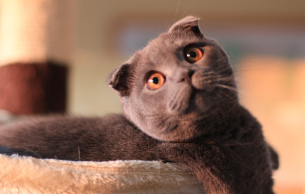 Шотландский вислоухий кот с карими глазами