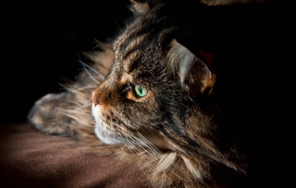 Серьёзный кот мейн-кун с зелёными глазами