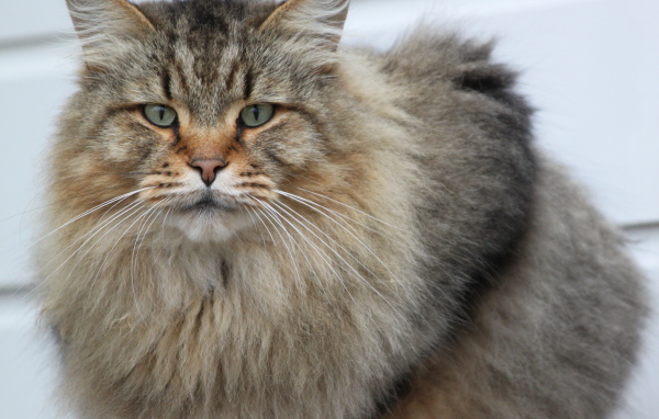 Взрослый серьёзный кот мейн-кун