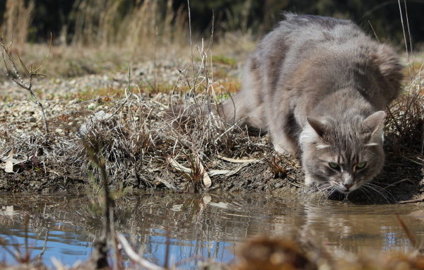 Серьёзный серый кот пьёт воду