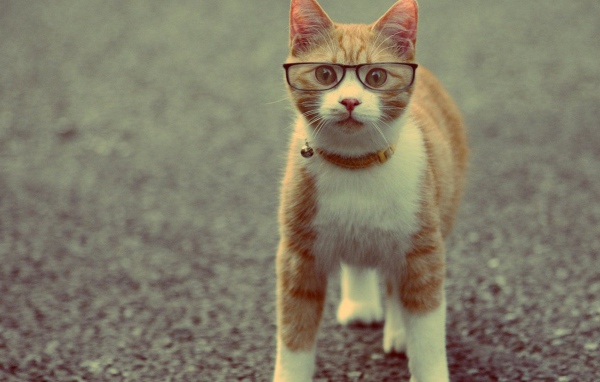 Серьёзный рыжий кот в очках
