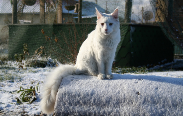 Белый серьёзный кот мейн-кун зимой