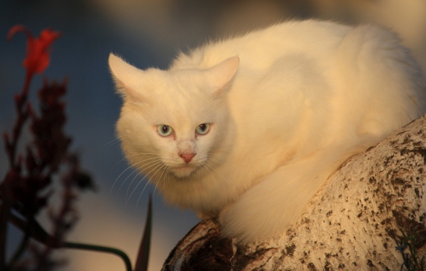 Серьёзный белый кот на дереве