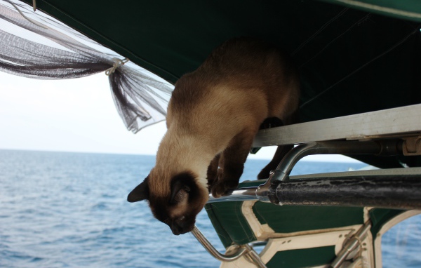 Сиамский кот собирается прыгать