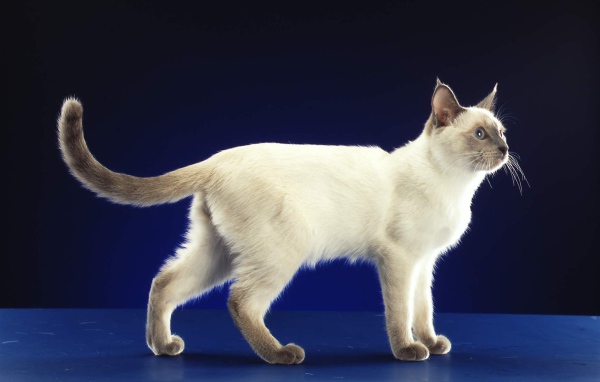 Сиамский кот позирует на синем фоне