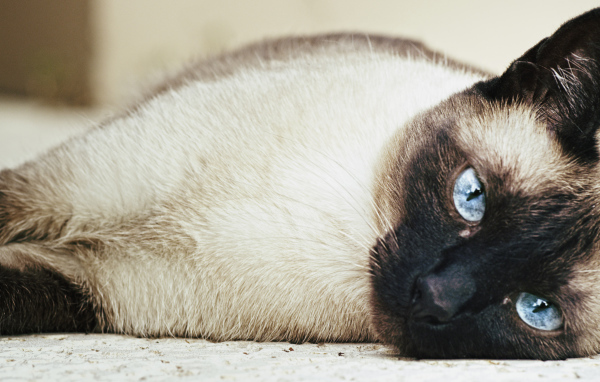 Сиамский кот разлёгся на полу