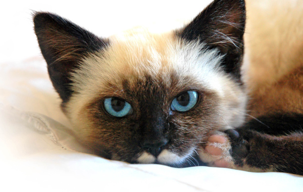 Сиамский кот устал