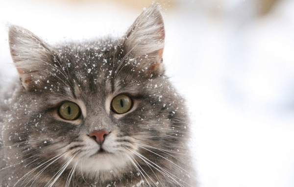 Сибирский кот в снегу