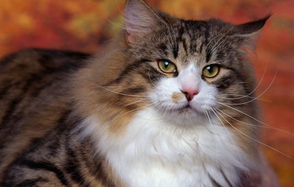 Сибирский кот на фоне осенних листьев