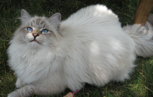 Сибирский кот на траве