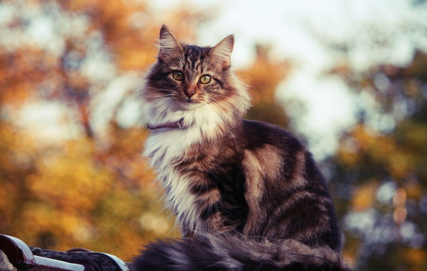 Сибирский кот на улице осенью