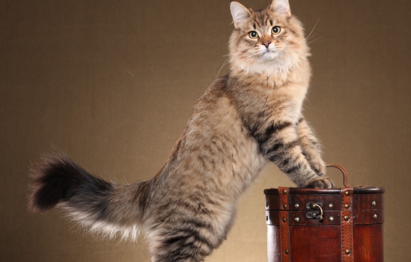 Сибирский кот позирует на коричневом фоне