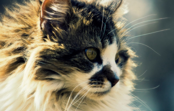 Сибирский кот с интересным окрасом