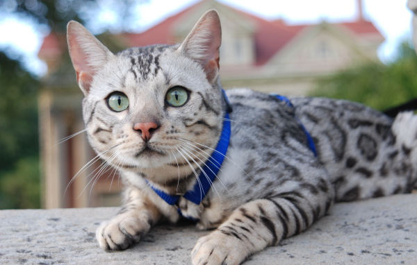 Серебристый бенгальский кот во дворе дома