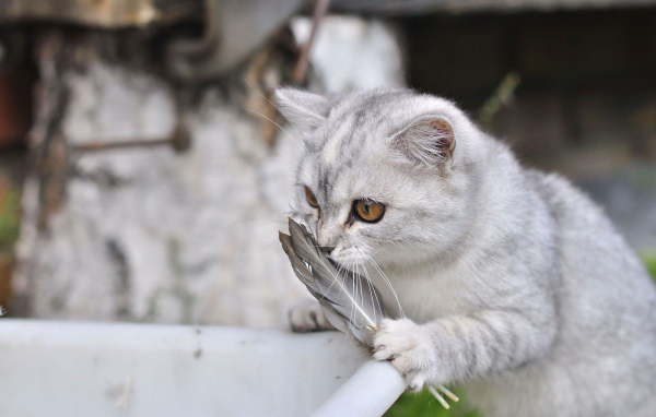 Серебристый кот и перо