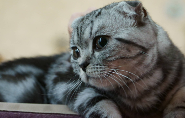 Серебристый красивый шотландский вислоухий кот