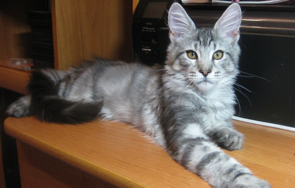 Серебристый молодой кот породы мейн-кун