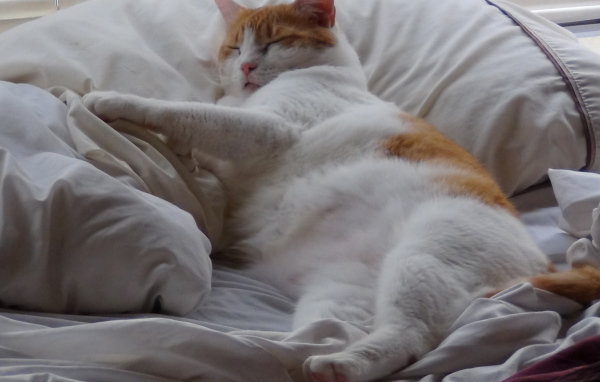 Спящий толстый котик