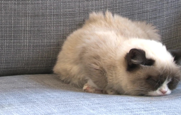 Спящий недовольный кот