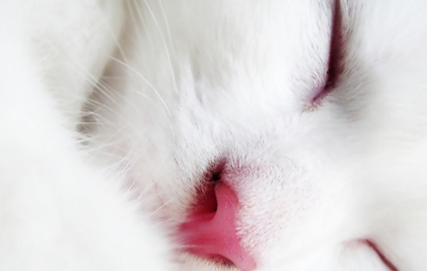 Спящий белый кот крупным планом