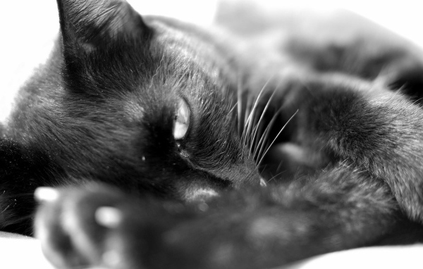 Сонный чёрный кот