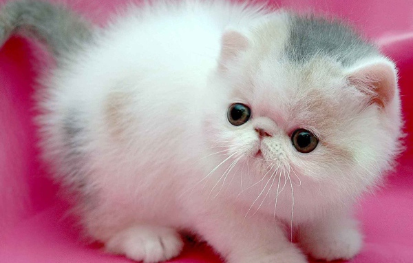 Маленький персидский кот на розовом фоне