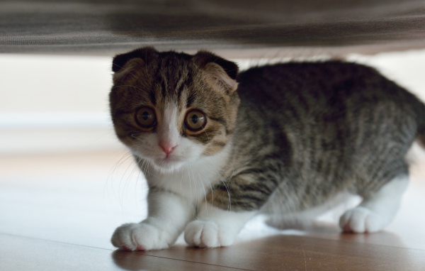 Маленький шотландский вислоухий кот под кроватью