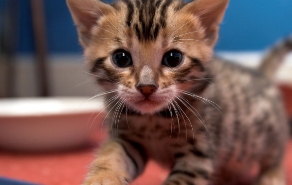 Маленький красивый бенгальский кот ищет маму