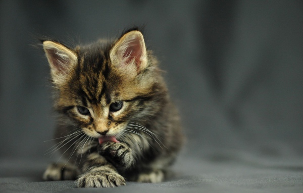 Маленький красивый кот мейн-кун лижет лапу