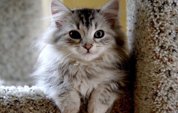 Маленький красивый сибирский кот